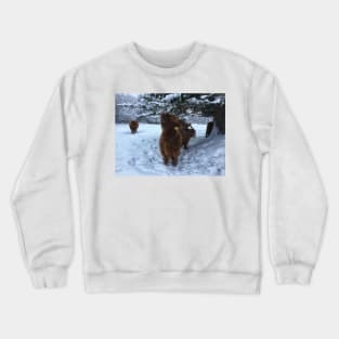 Scottish Highland Cattle Calf 1891 Crewneck Sweatshirt